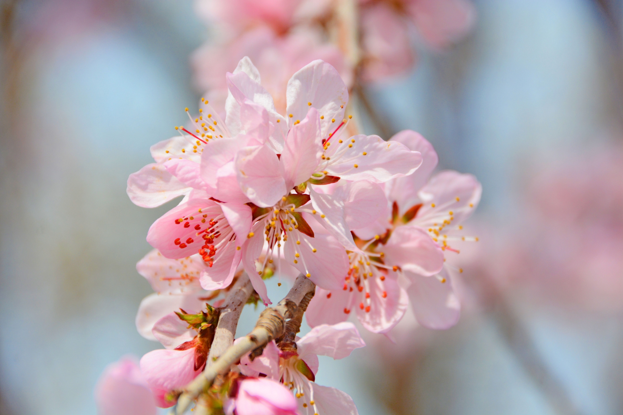 粉色桃花原创拍摄