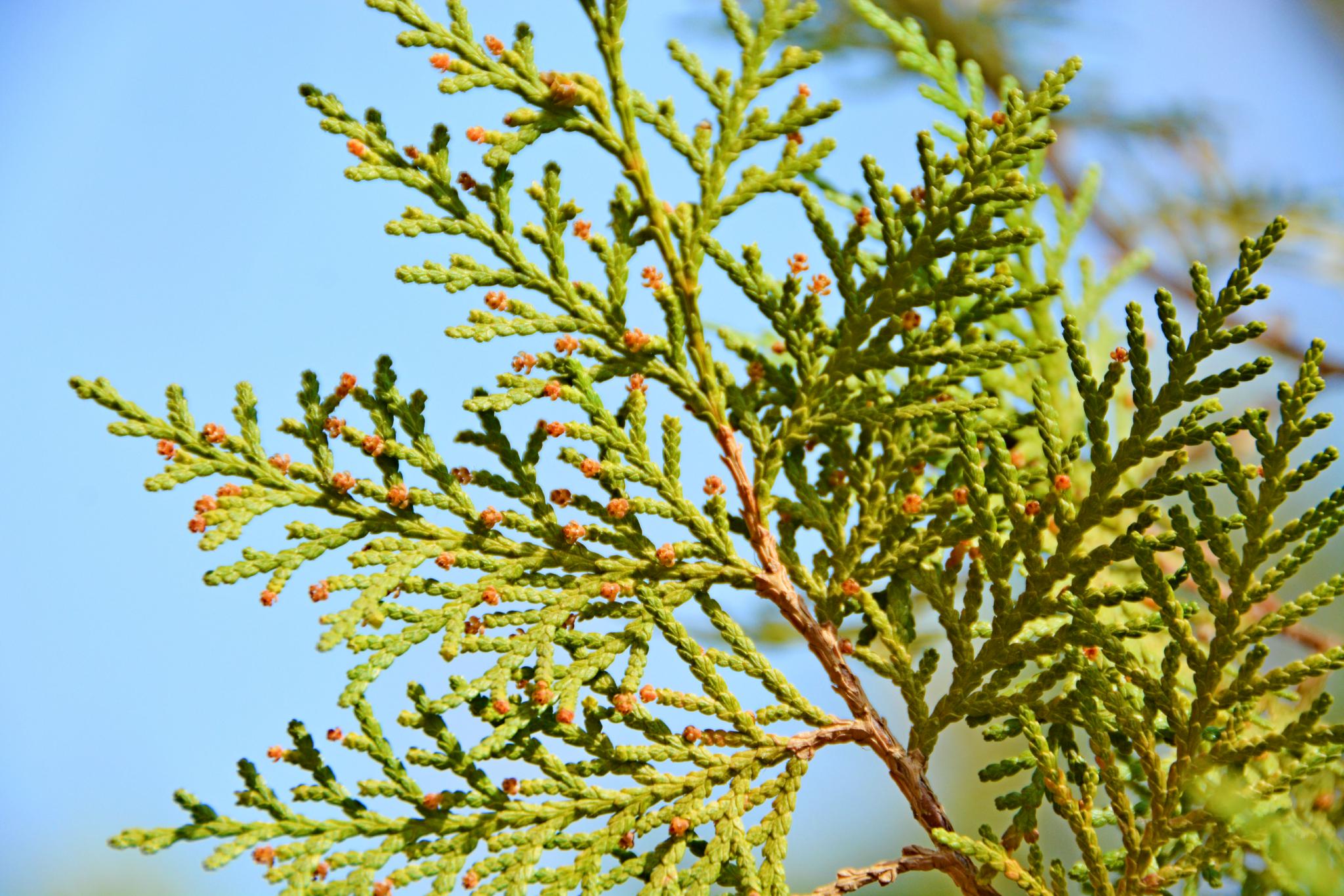侧柏树叶,原创拍摄__财经头条