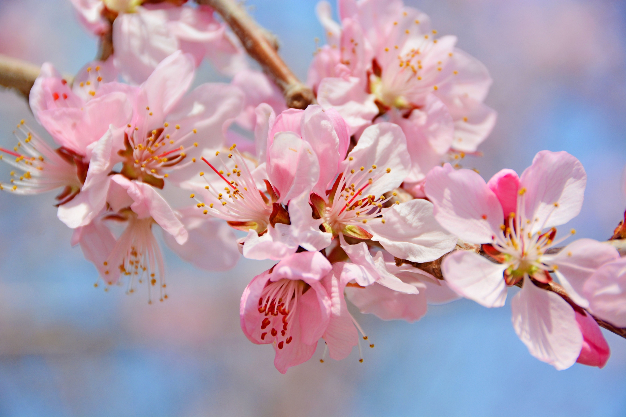 粉色桃花原创拍摄