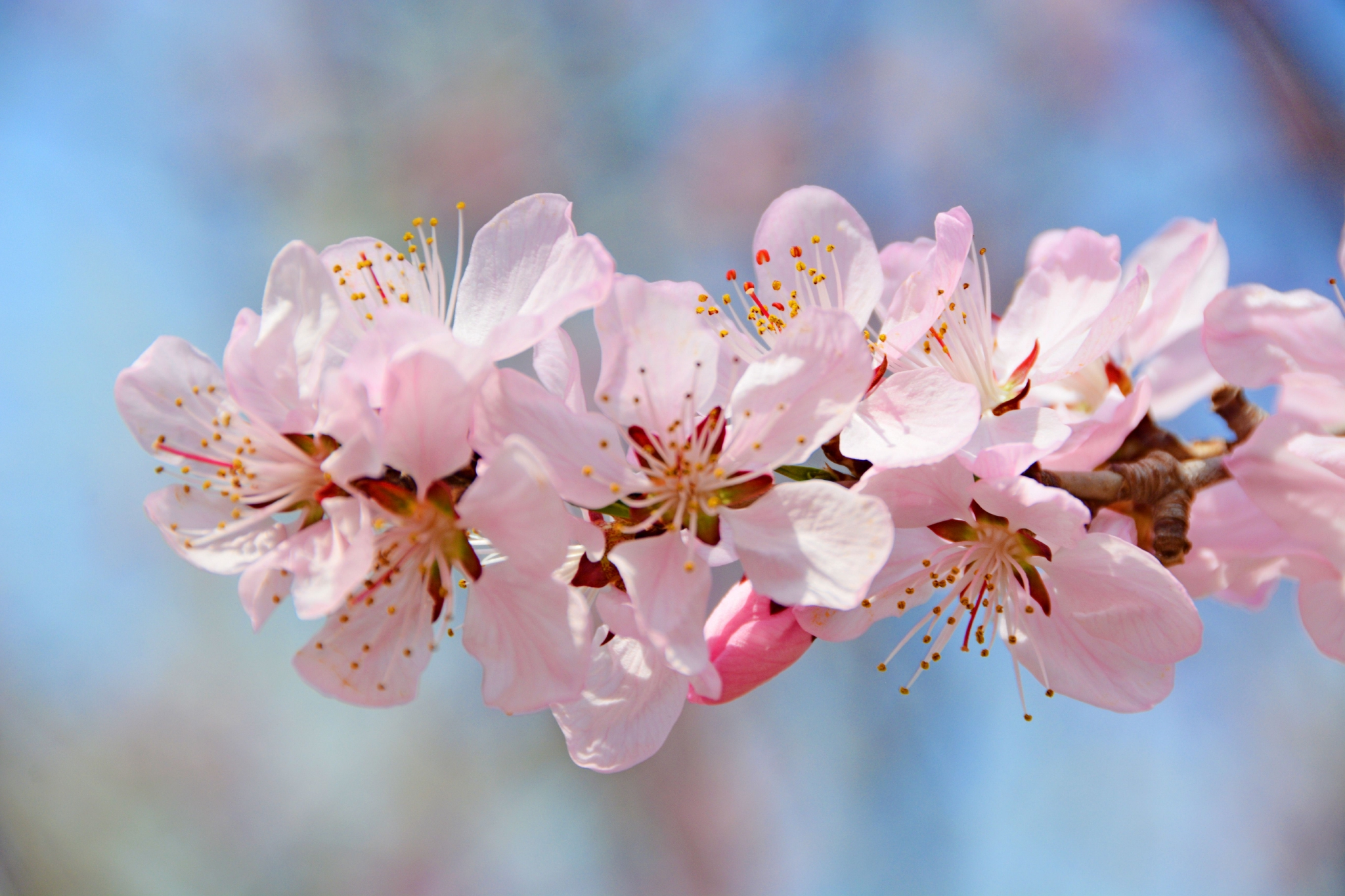 粉色桃花原创拍摄