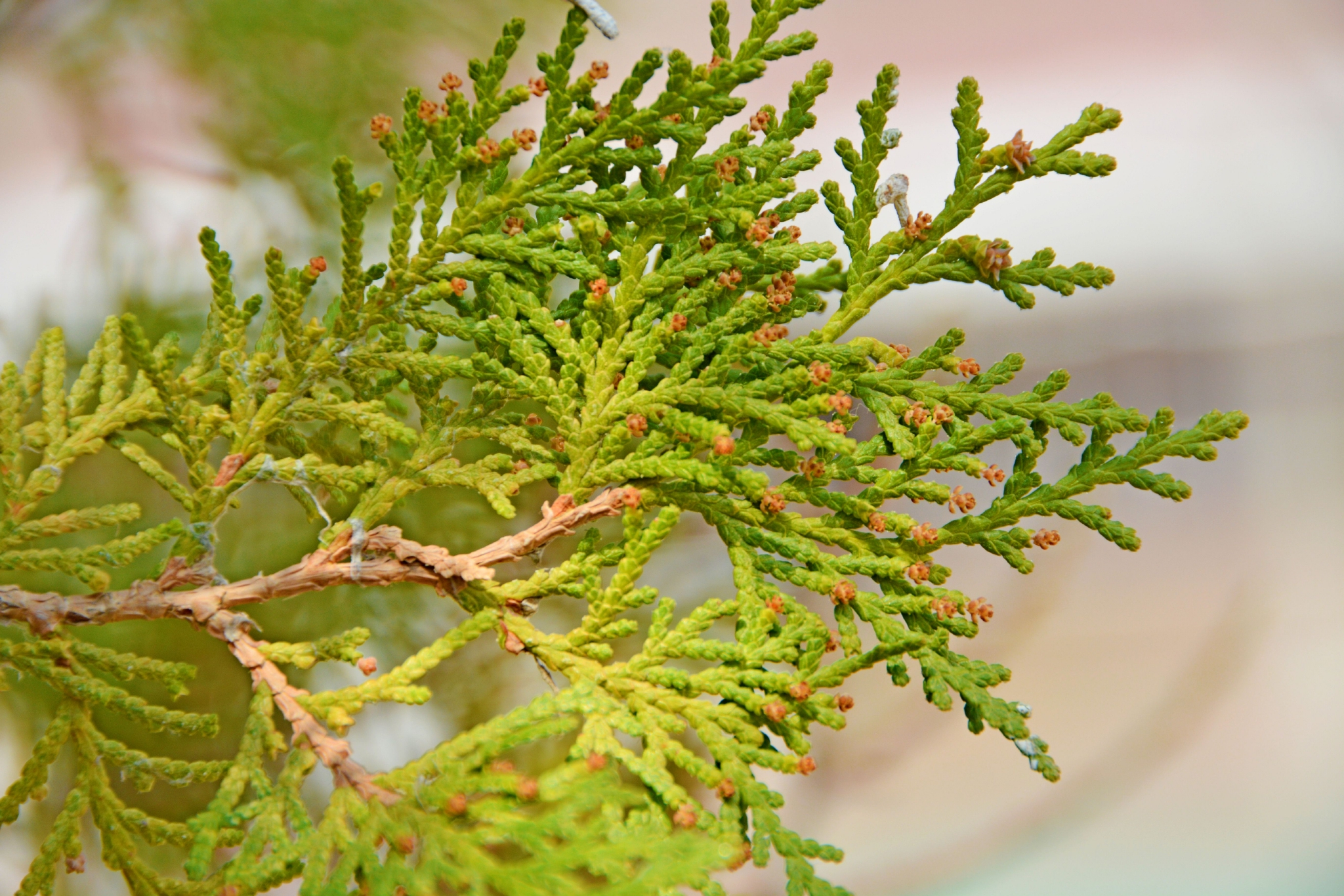 侧柏树叶原创拍摄