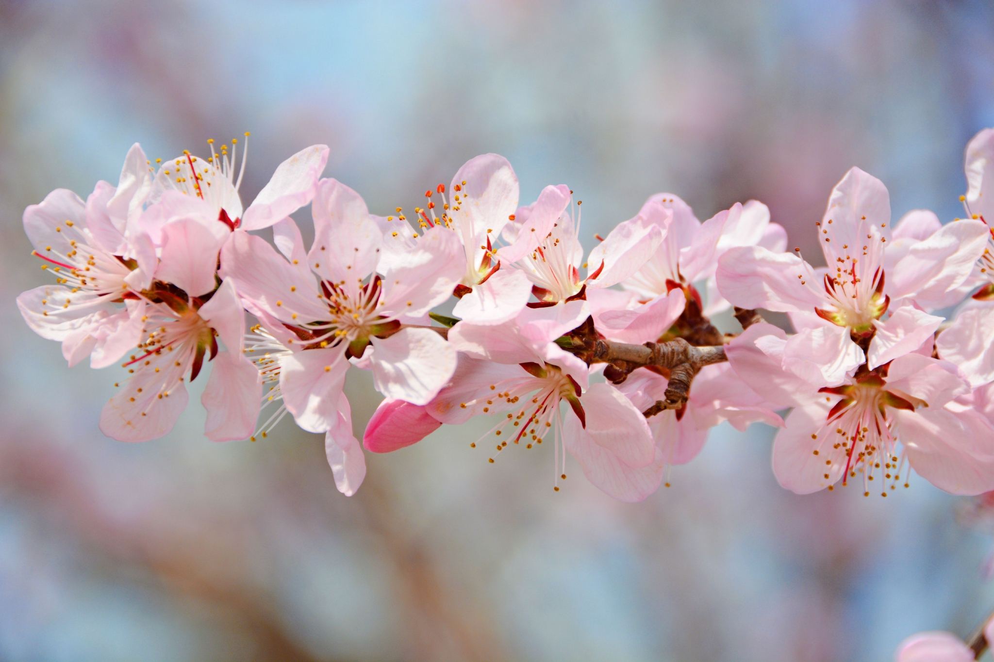 粉色桃花原创拍摄
