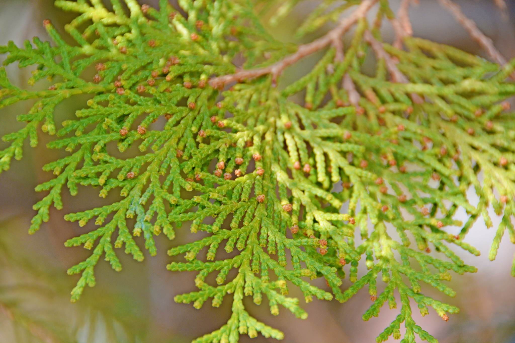 侧柏树叶,原创拍摄侧柏树叶,原创拍摄侧柏树叶,原创拍