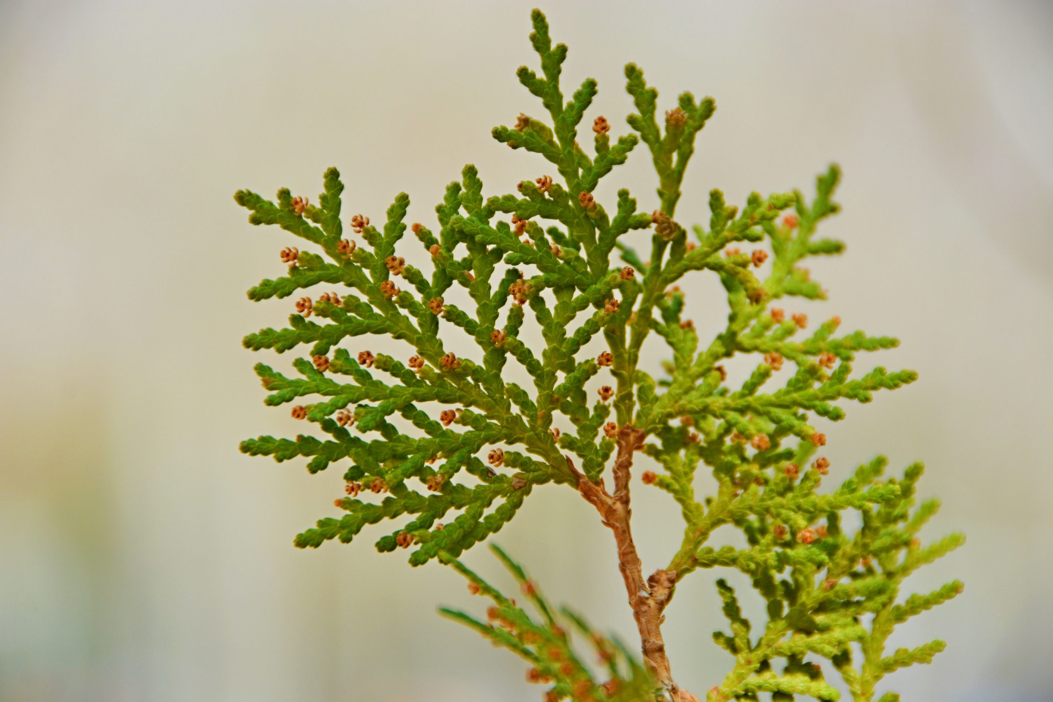 侧柏树叶原创拍摄