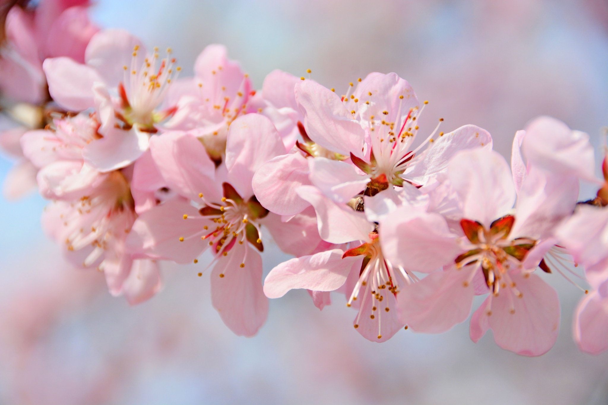 粉色桃花原创拍摄