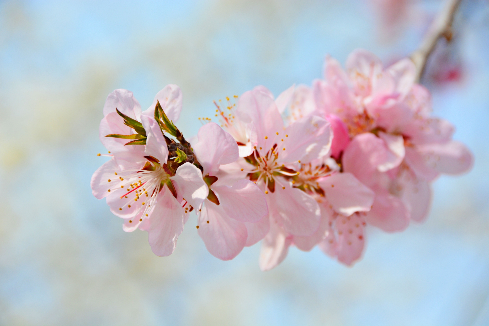 粉色桃花原创拍摄