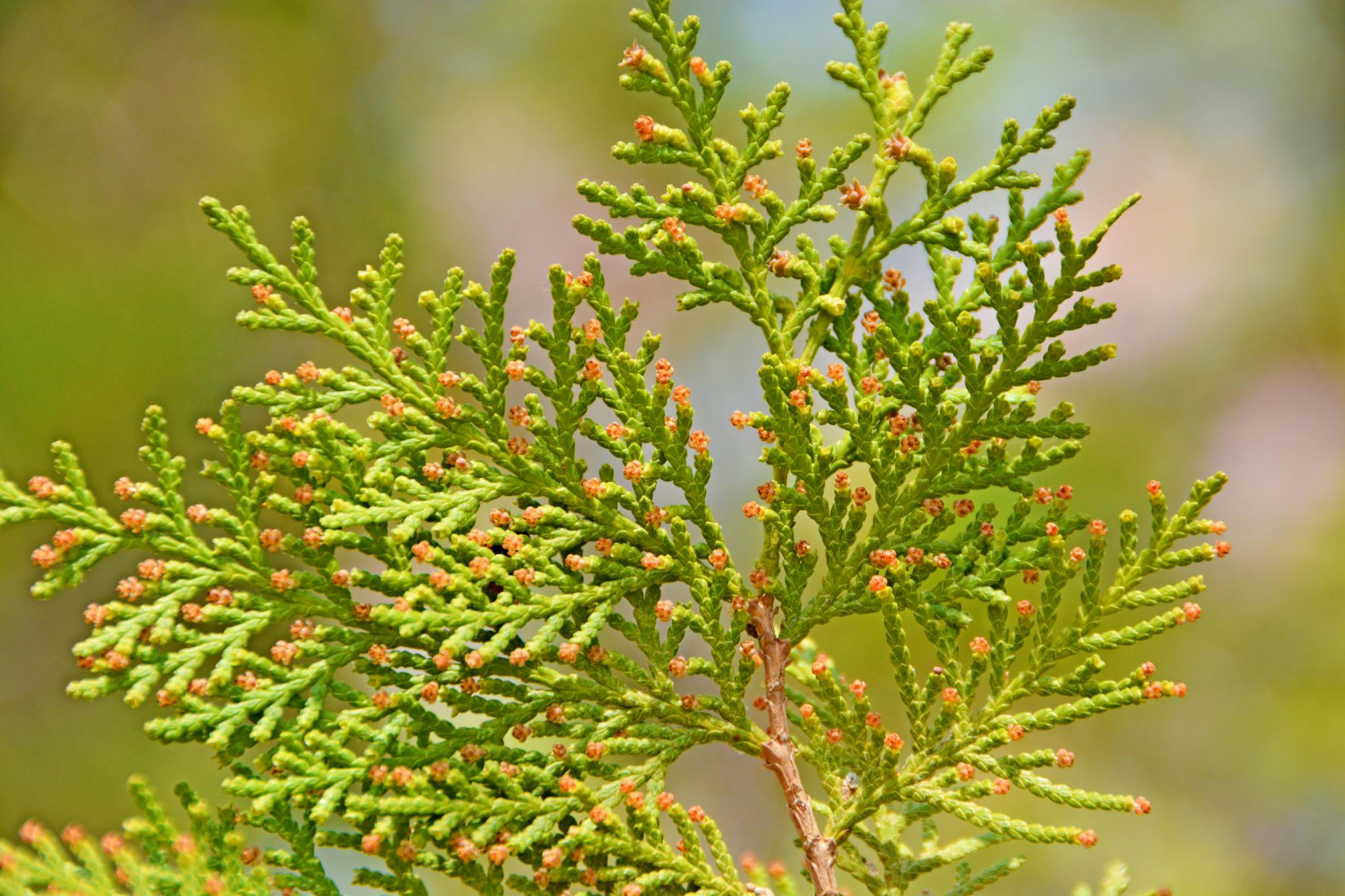 侧柏树叶原创拍摄