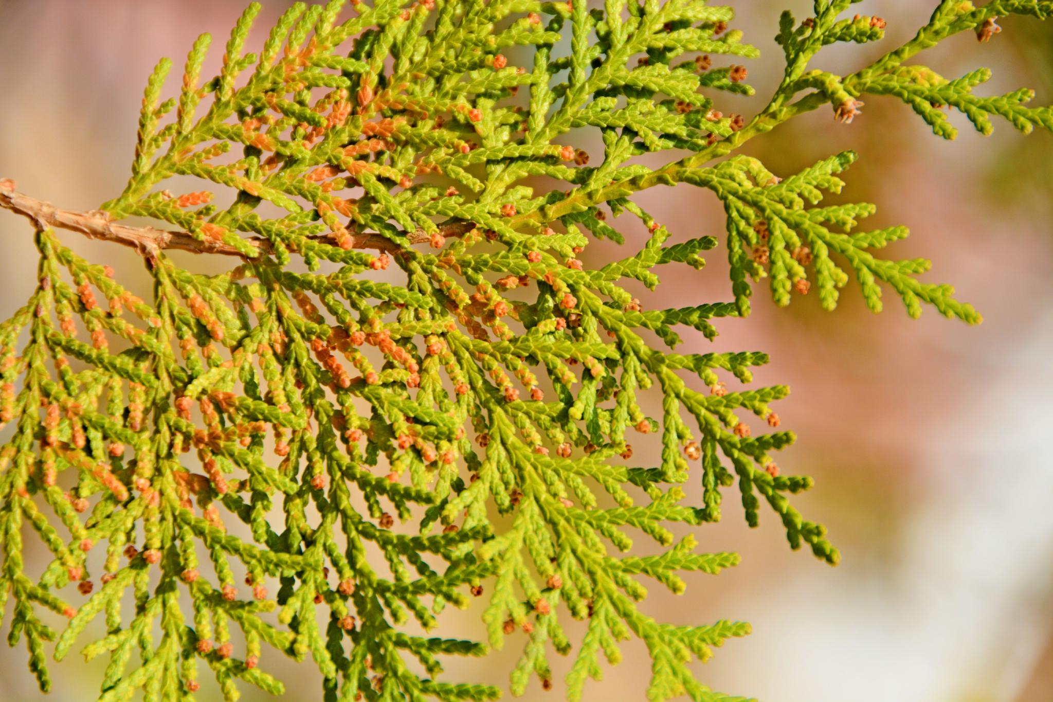 侧柏树叶,原创拍摄__财经头条