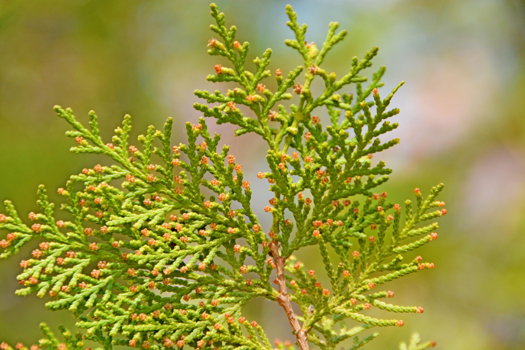 侧柏树叶,原创拍摄__财经头条