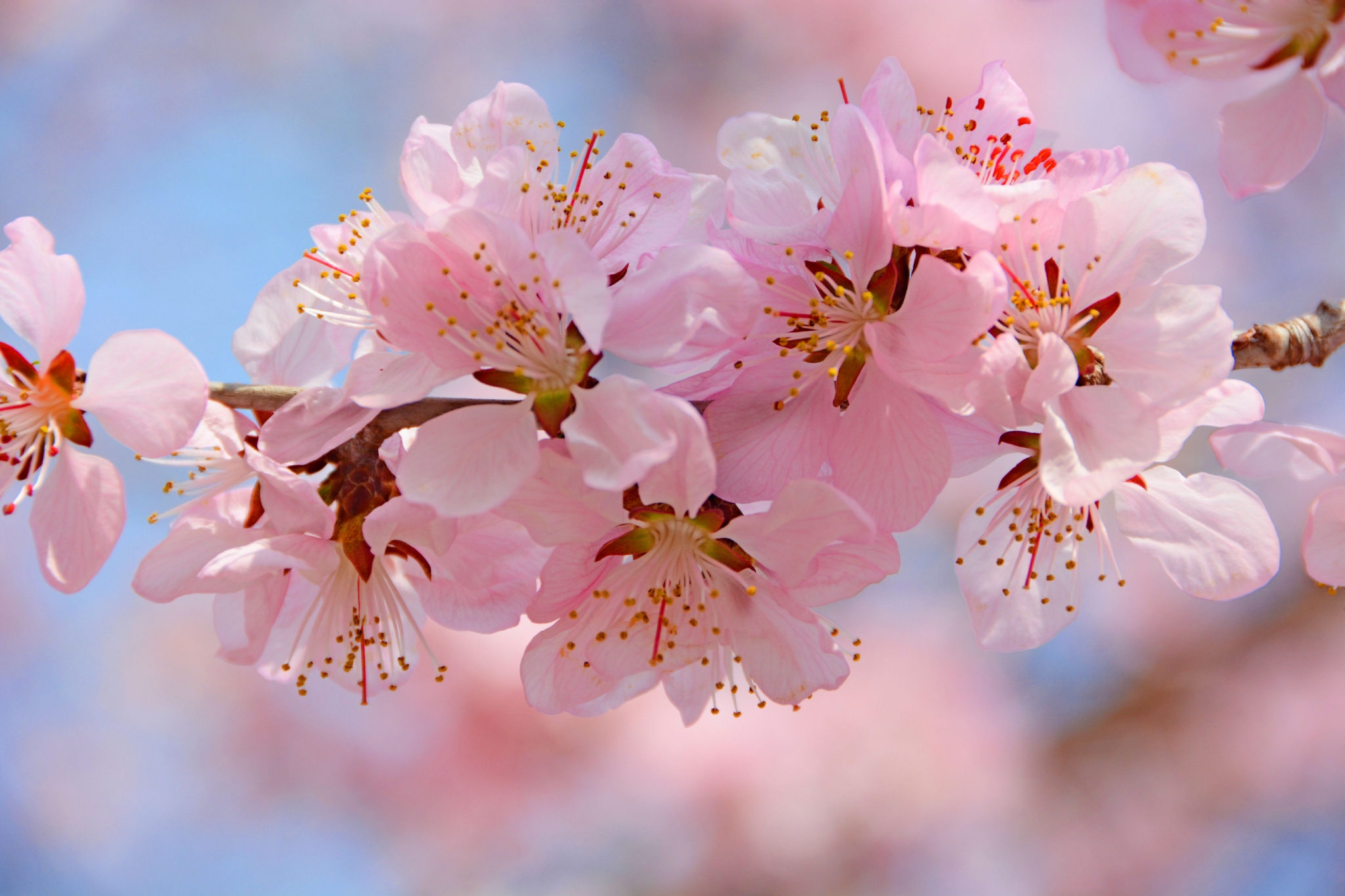 粉色桃花原创拍摄