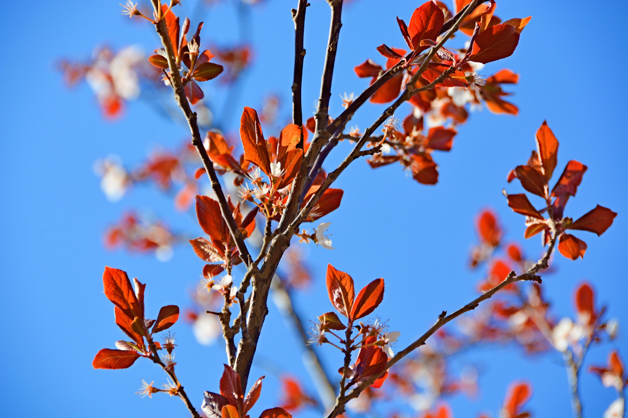 卵形或倒卵形,叶背无毛,全缘,长约7厘米,圆锥花序顶生,紫红色紫叶李