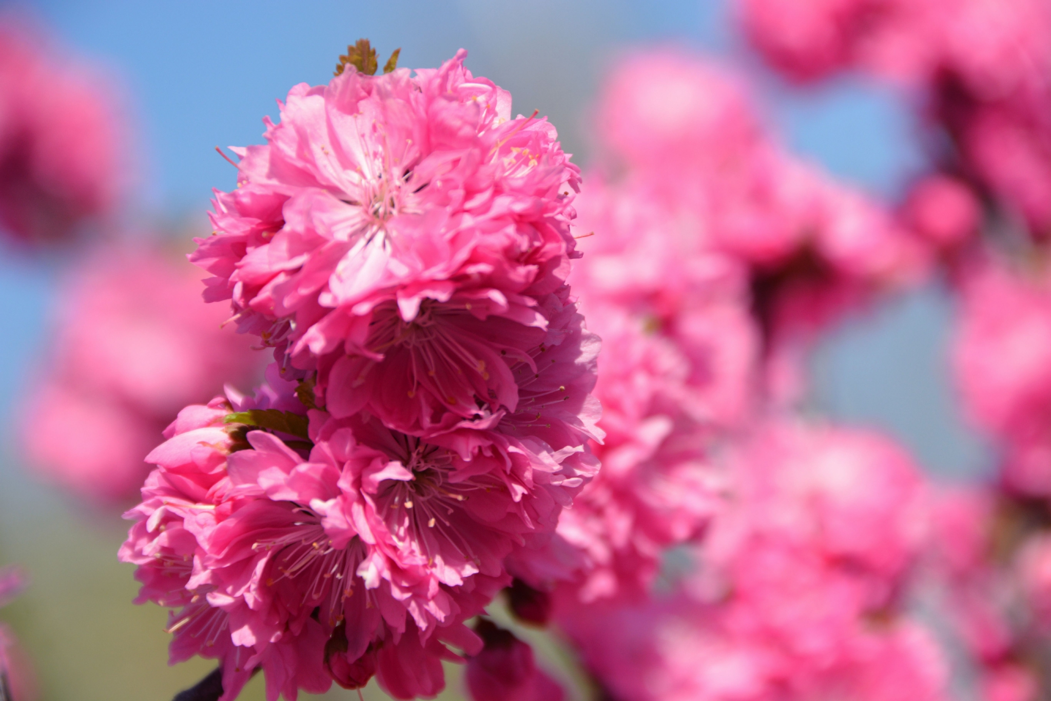重瓣榆叶梅花朵原创拍摄