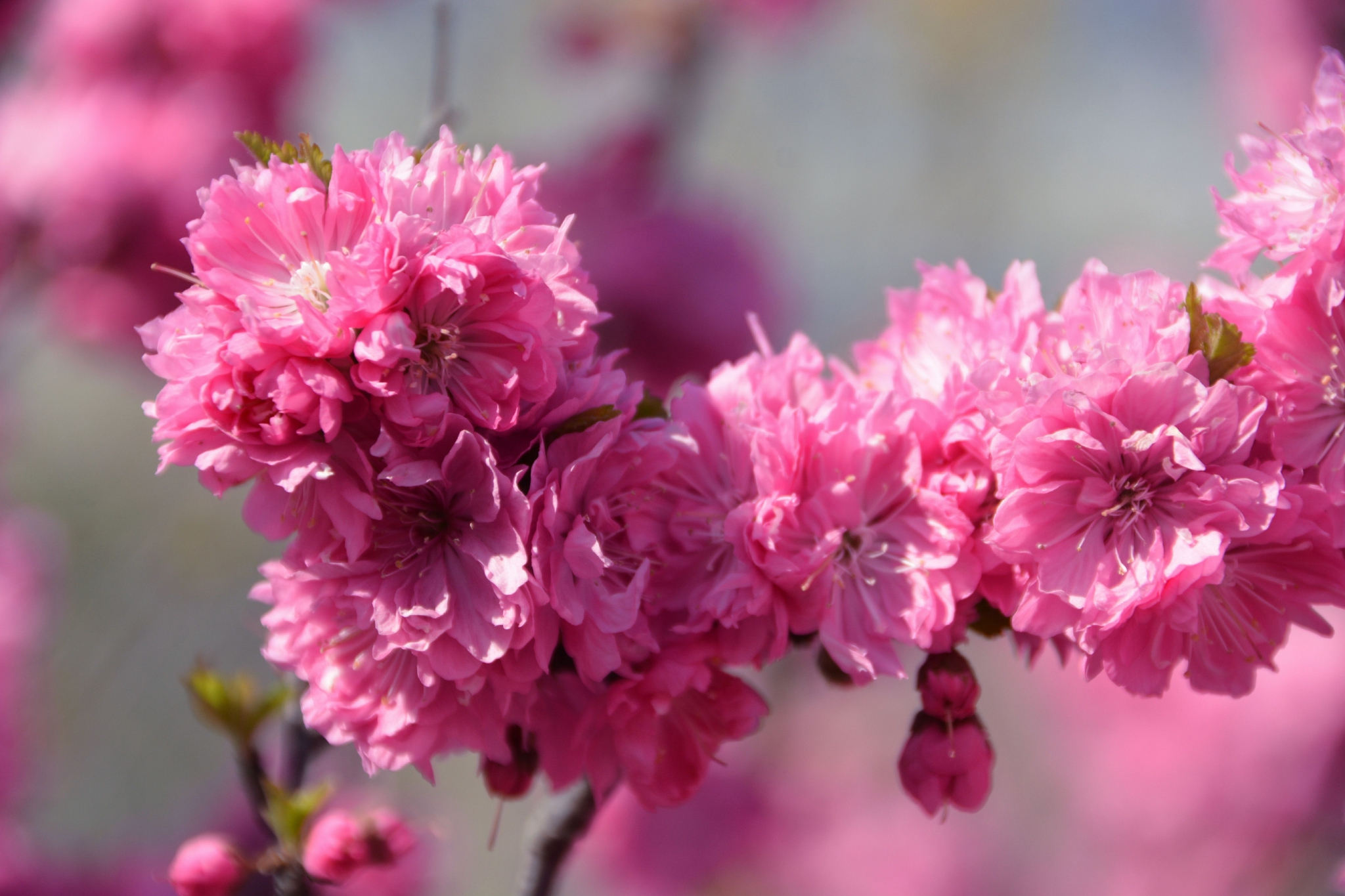 重瓣榆叶梅花朵原创拍摄