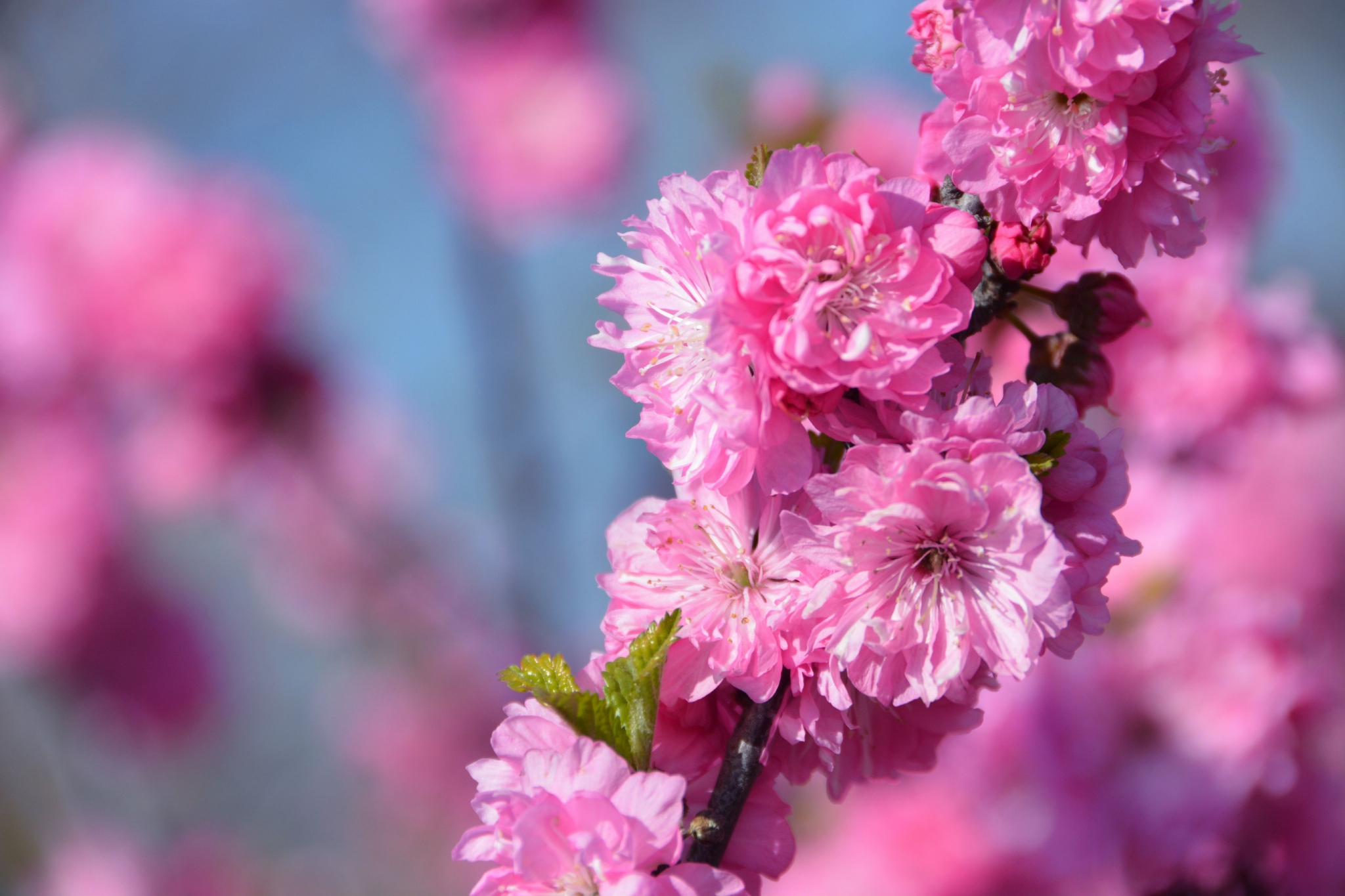 重瓣榆叶梅花朵原创拍摄