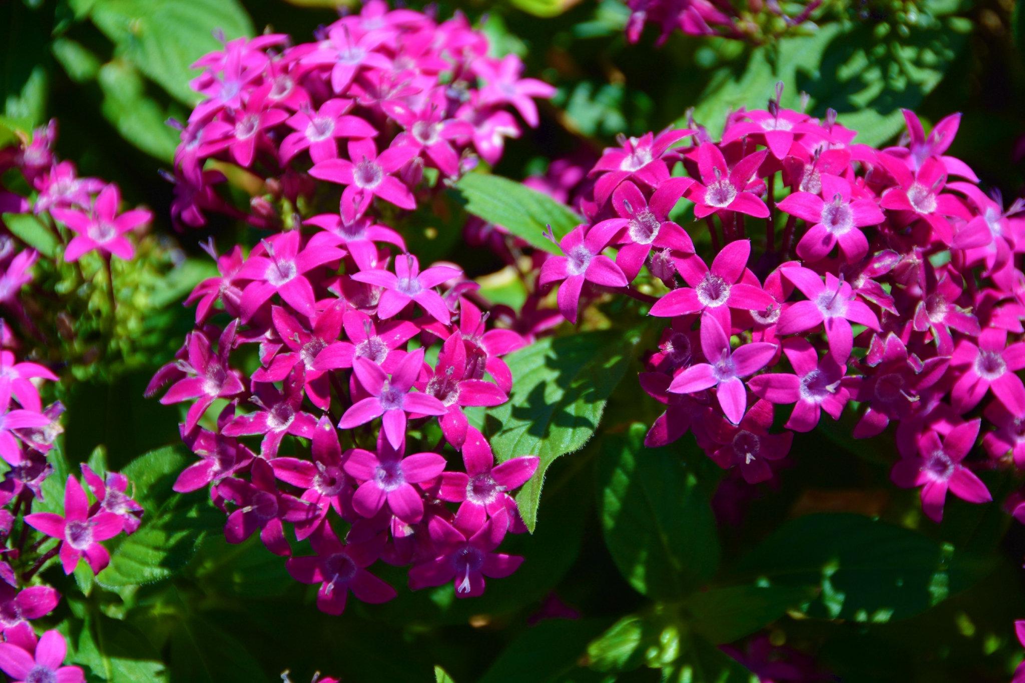 玫粉色五星花,原创拍摄_高清图集_新浪网