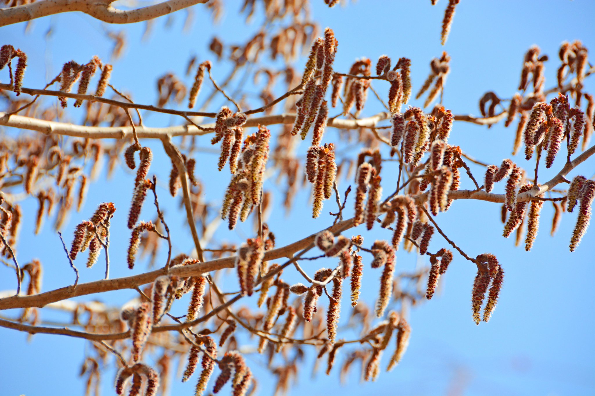 春天杨树花穗,原创拍摄_高清图集_新浪网