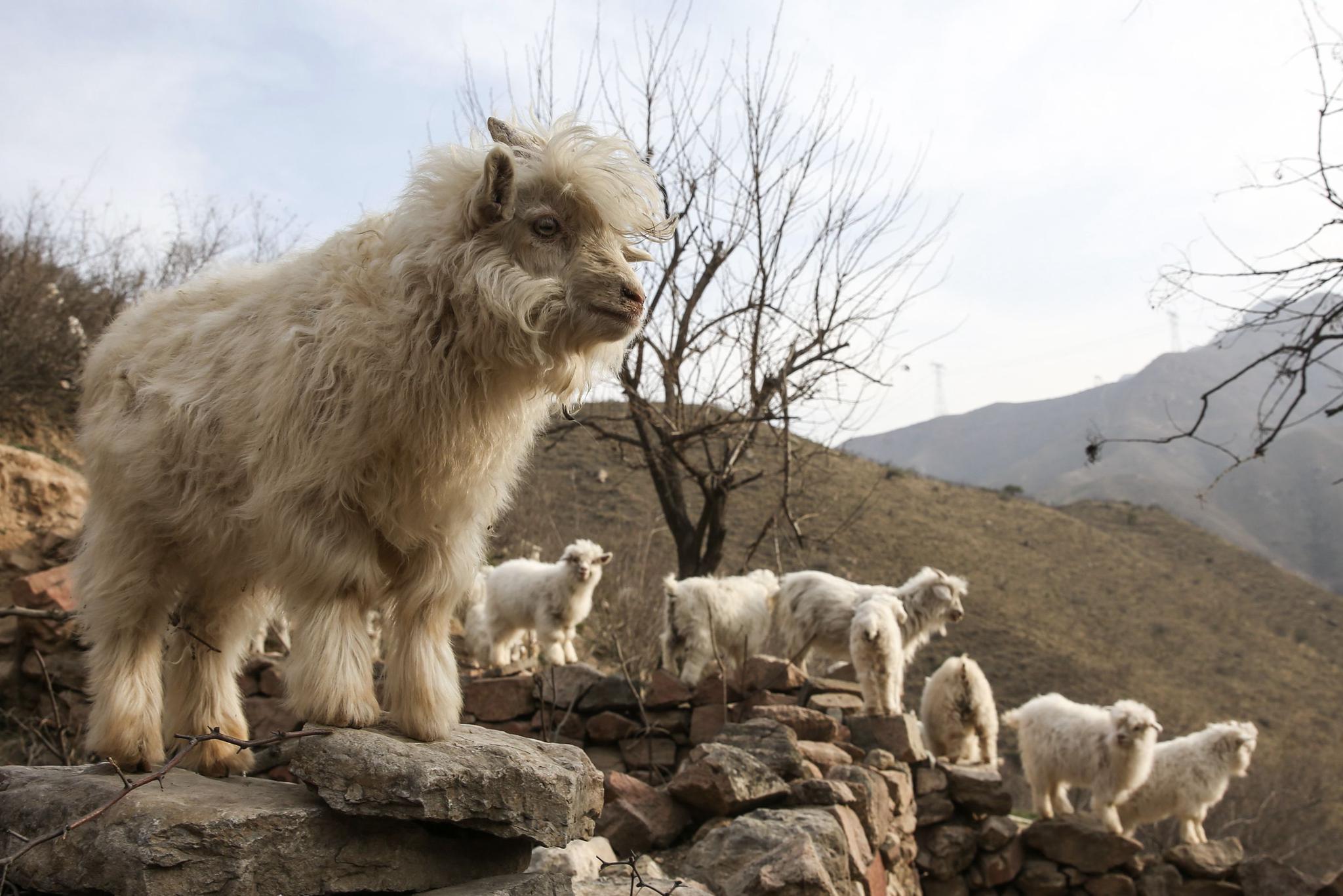 山西中年农民夫妻,深山养殖"怪毛山羊",年收入过20万