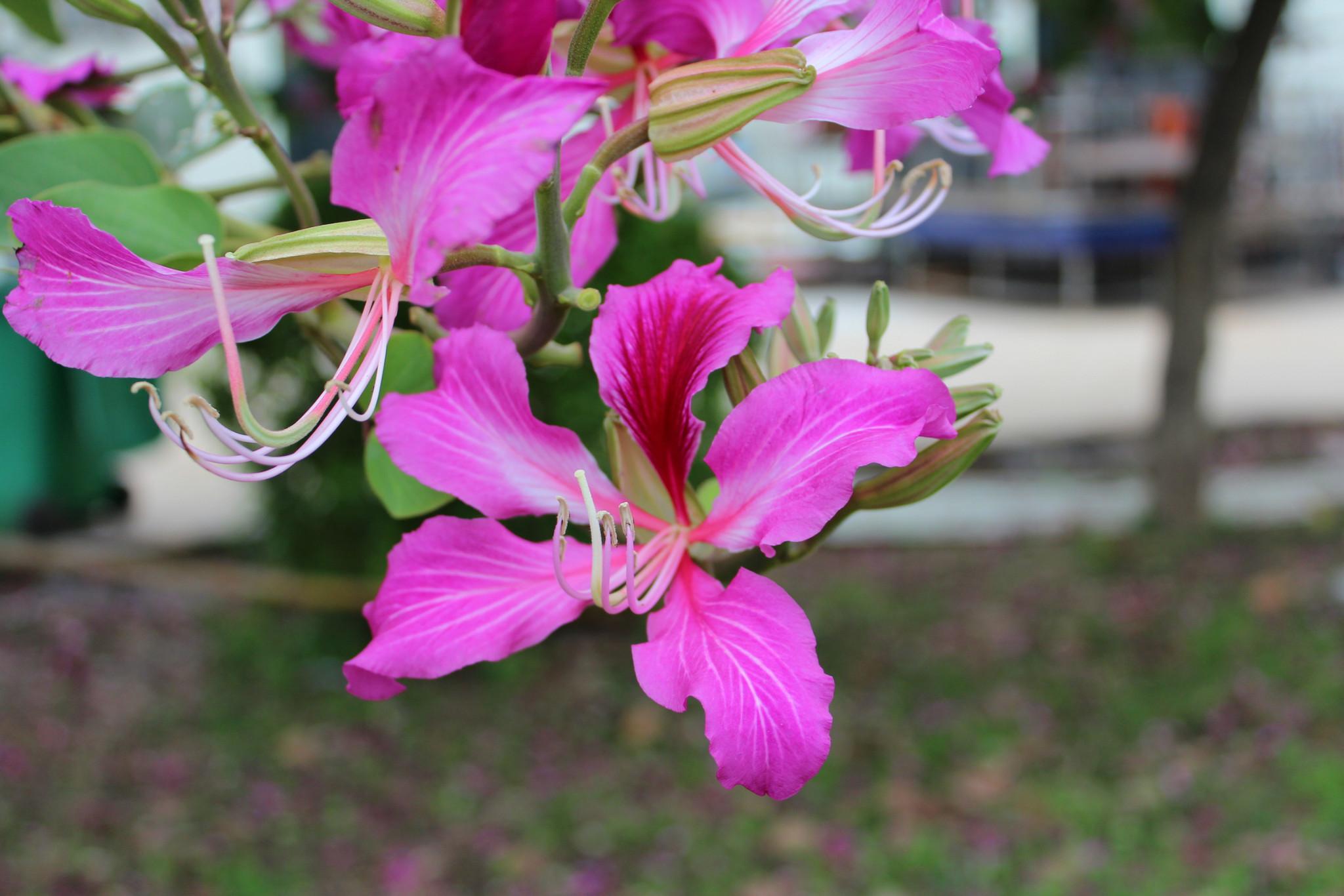 红花羊蹄甲又叫做洋紫荆它有着优美的树形花期还很长