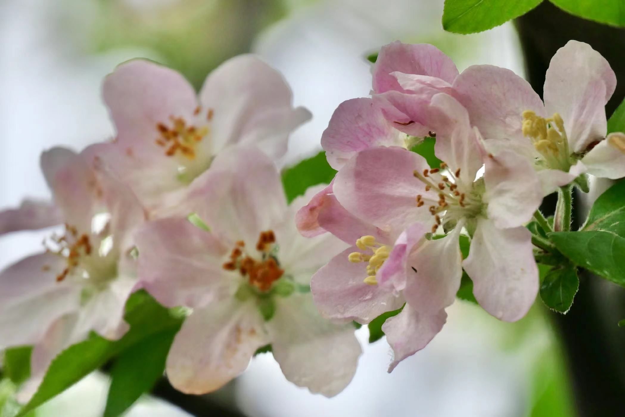 美丽的西府海棠