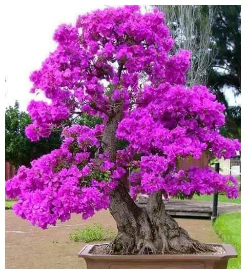 盘点一组盆景美不胜收一树花开太美了