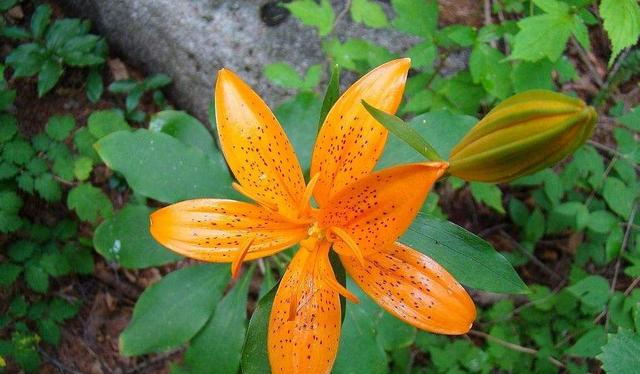 青岛百合:德国人发现的中国濒危植物,香艳脱俗还能润肺!休闲区蓝鸢梦想 - Www.slyday.coM 青岛百合:德国人发现的中国濒危植物,香艳脱俗还能润肺!休闲区蓝鸢梦想 - Www.slyday.coM