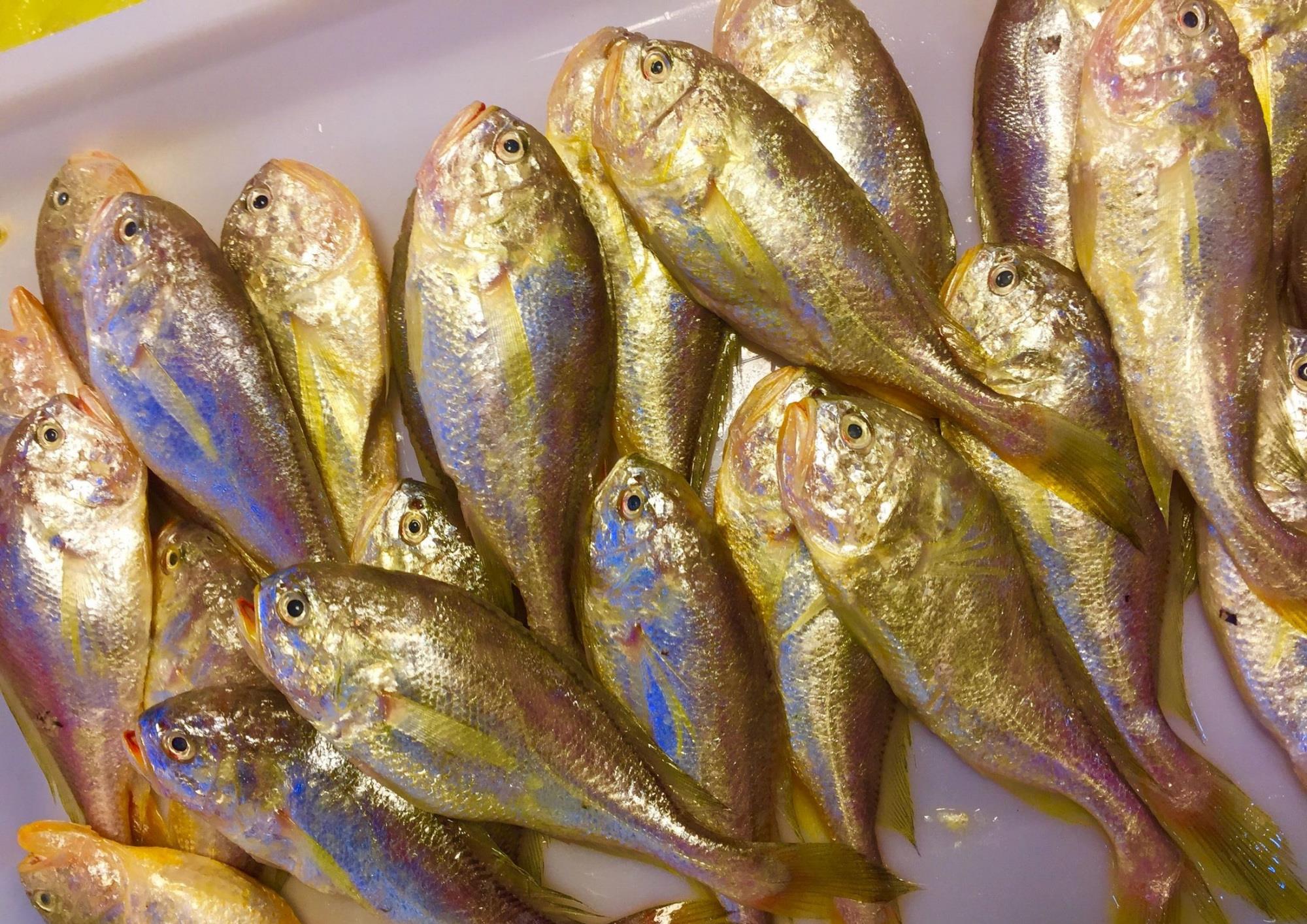 舟山海鲜鲜美软嫩的梅鱼