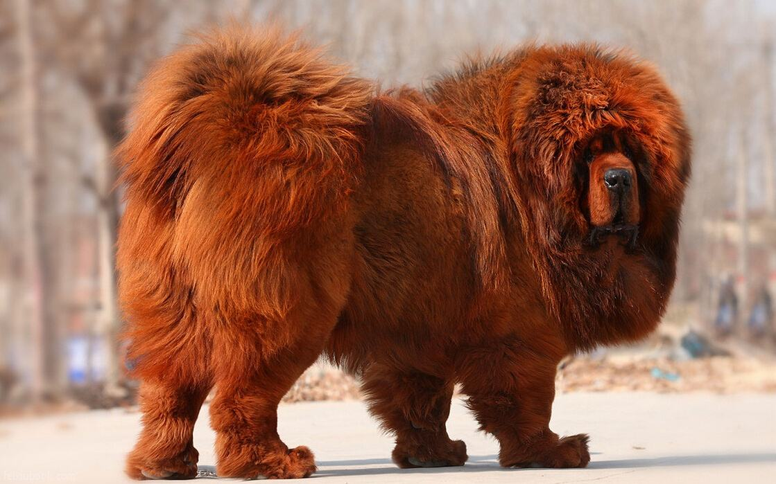 2岁小破孩养只藏獒当宠物,每天相伴散步,网友:父母心真够大的