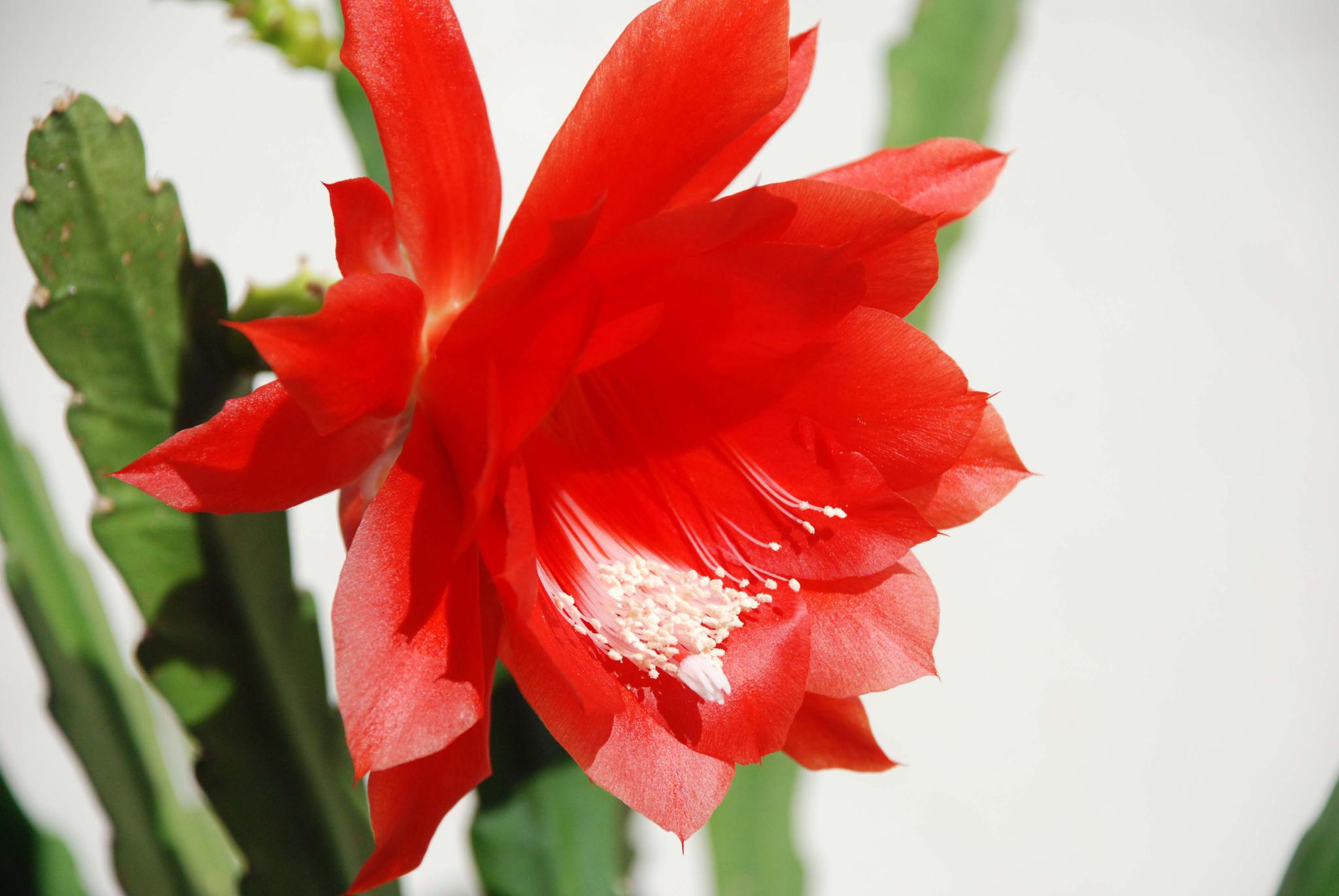 红色的令箭荷花,原创拍摄_高清图集_新浪网