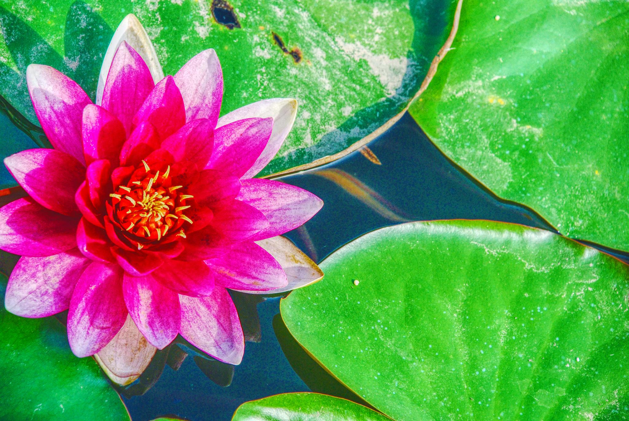 粉色睡莲花原创拍摄