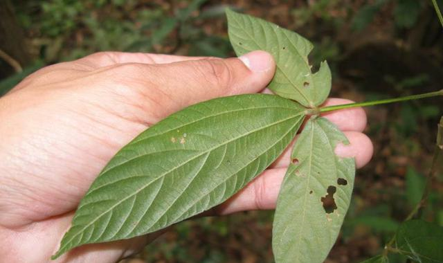 告诉家乡人,此为"一条根",78元一斤,别当杂草|一条根|家乡人|杂草