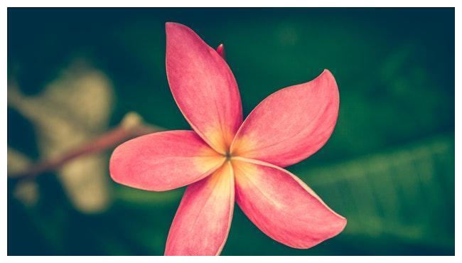 心理测试 4朵花, 你喜欢哪朵 秒测你在12月份会有多幸运 超准休闲区蓝鸢梦想 - Www.slyday.coM