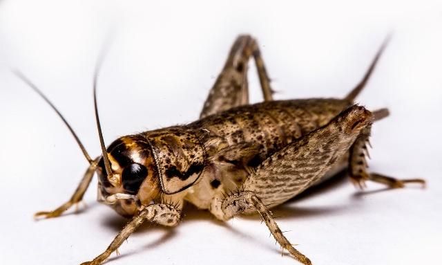 竞斗蟋蟀你了解多少古人很喜欢的小宠物快来看看吧