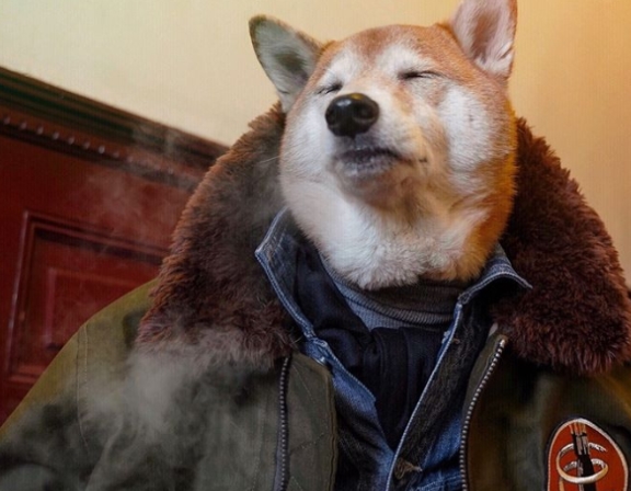 欧巴柴轻松驾驭时尚……网友:比人类还上相!