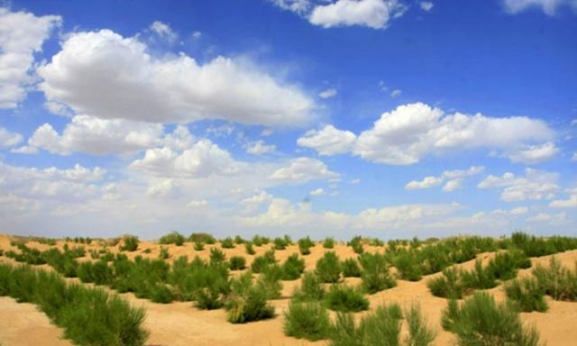 你在蚂蚁森林里种的梭梭树,颜值不高,凭什么能成为荒漠守护神?