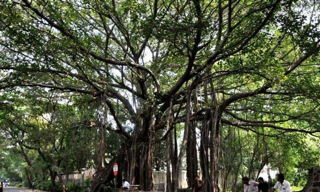 印度有一棵老榕树,占地15000平方米,真正的“独木成林”!休闲区蓝鸢梦想 - Www.slyday.coM 印度有一棵老榕树,占地15000平方米,真正的“独木成林”!休闲区蓝鸢梦想 - Www.slyday.coM