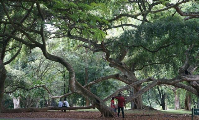 印度有一棵老榕树,占地15000平方米,真正的“独木成林”!休闲区蓝鸢梦想 - Www.slyday.coM 印度有一棵老榕树,占地15000平方米,真正的“独木成林”!休闲区蓝鸢梦想 - Www.slyday.coM