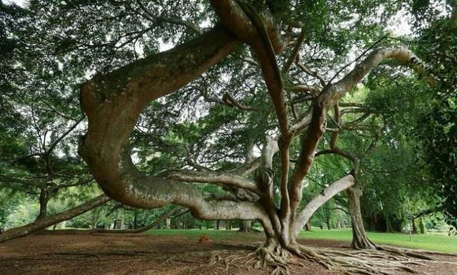 印度有一棵老榕树,占地15000平方米,真正的“独木成林”!休闲区蓝鸢梦想 - Www.slyday.coM 印度有一棵老榕树,占地15000平方米,真正的“独木成林”!休闲区蓝鸢梦想 - Www.slyday.coM