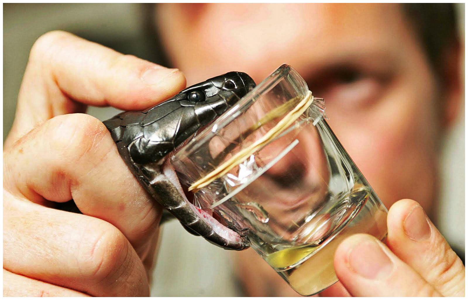 蛇类天敌大揭秘 哪些动物免疫蛇毒