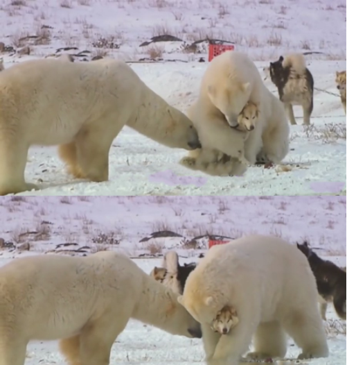 北极熊紧紧抱住哈士奇哈士奇表情亮了网友这是认错娃了