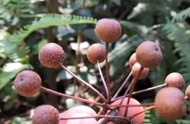 南方的一种怪水果,又苦又涩没人吃,到了潮汕,孩子和鸟抢着吃休闲区蓝鸢梦想 - Www.slyday.coM 南方的一种怪水果,又苦又涩没人吃,到了潮汕,孩子和鸟抢着吃休闲区蓝鸢梦想 - Www.slyday.coM