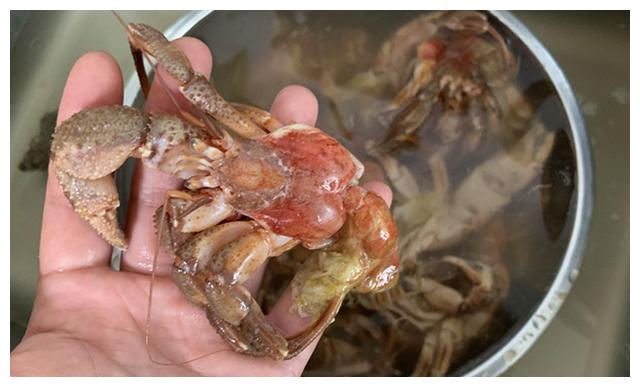 的像小龙虾一样的怪物,我问大妈这是什么,大妈说这是"海怪"也叫寄居蟹