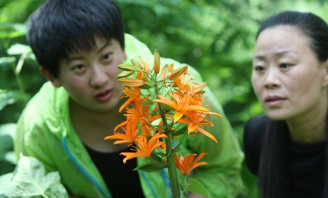 青岛百合:德国人发现的中国濒危植物,香艳脱俗还能润肺!休闲区蓝鸢梦想 - Www.slyday.coM 青岛百合:德国人发现的中国濒危植物,香艳脱俗还能润肺!休闲区蓝鸢梦想 - Www.slyday.coM