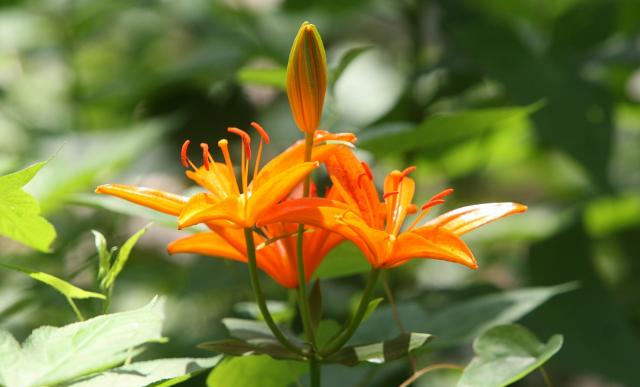 青岛百合:德国人发现的中国濒危植物,香艳脱俗还能润肺!休闲区蓝鸢梦想 - Www.slyday.coM 青岛百合:德国人发现的中国濒危植物,香艳脱俗还能润肺!休闲区蓝鸢梦想 - Www.slyday.coM