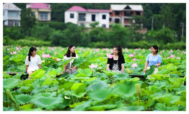 荷花绽放引客来|荷花|太空莲|九江_新浪新闻