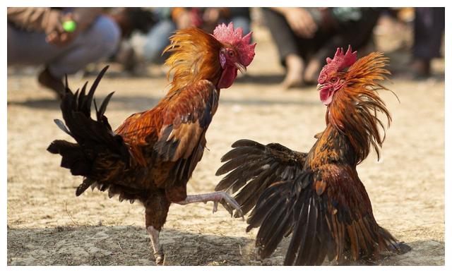 "恐鸡症"难道是因为鸡是霸王龙的后代?