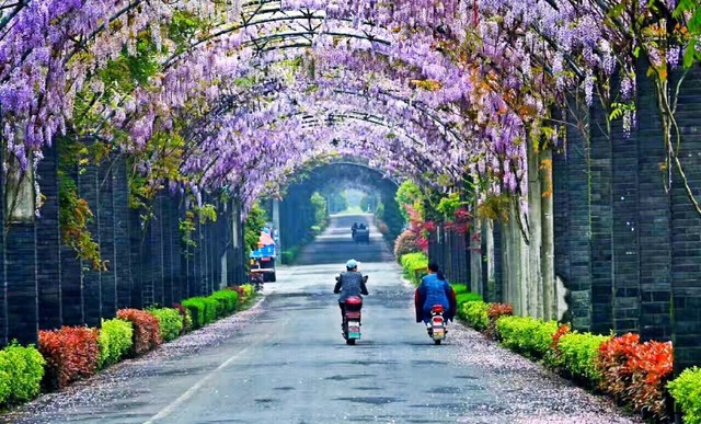 杭州发现一条绝美紫藤花大道 宛若童话世界|余杭|紫藤花|童话世界