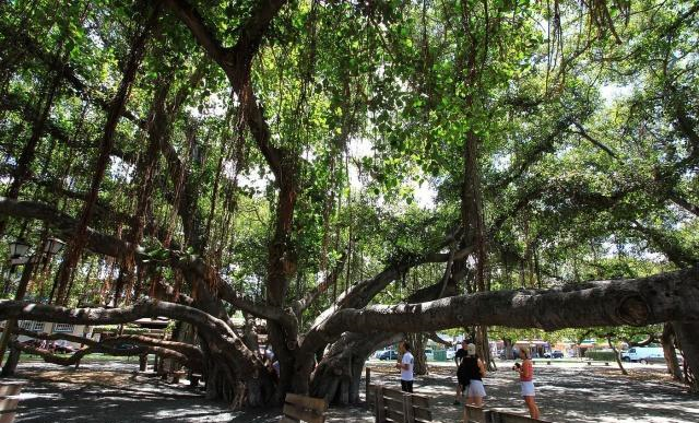 印度有一棵老榕树,占地15000平方米,真正的“独木成林”!休闲区蓝鸢梦想 - Www.slyday.coM 印度有一棵老榕树,占地15000平方米,真正的“独木成林”!休闲区蓝鸢梦想 - Www.slyday.coM