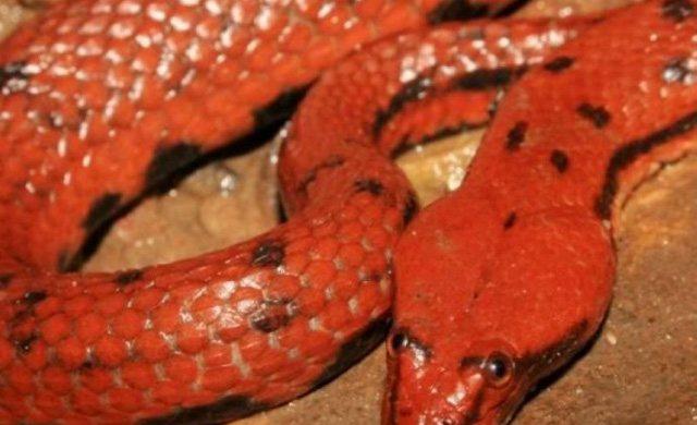 蛇:红鳞巨蟒怪,本是一条红鳞大蟒,未修炼成人形,占据七绝山,吃人,为害