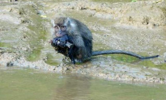 菲律宾发现食猴鹰实拍食猴鹰抓猴子镜头记录残忍过程