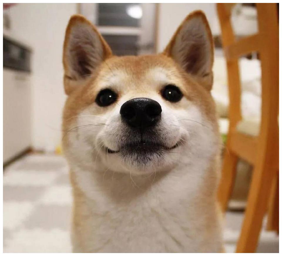 柴犬有几种颜色?胡麻色的柴柴太帅啦